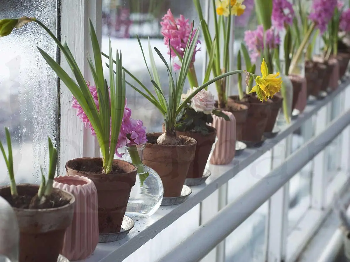 Donación de Plantas